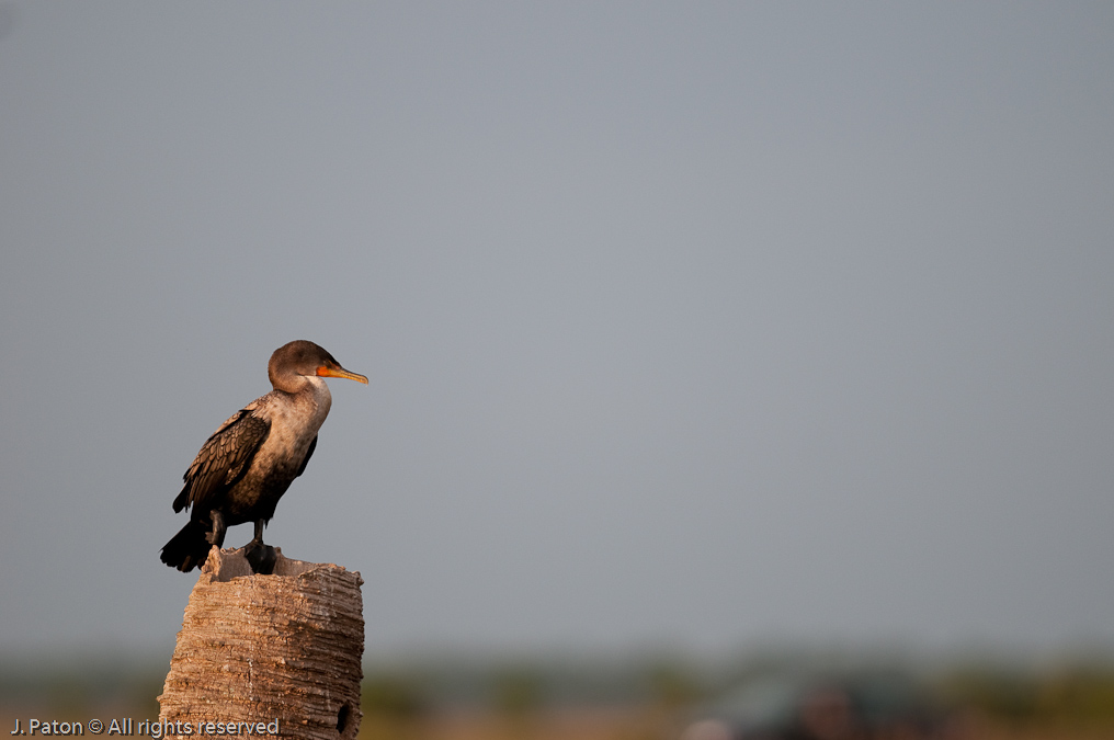 Double-Crested Cormorant   Viera Wetlands, Florida