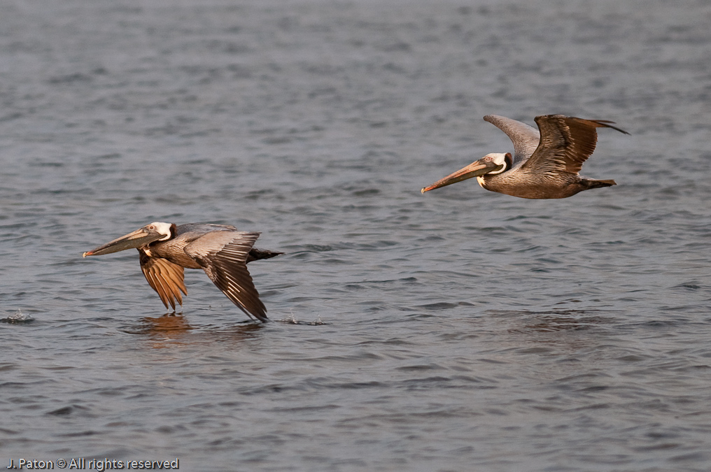 Brown Pelicans   Biolab Road, Merritt Island National Wildlife Refuge, Florida