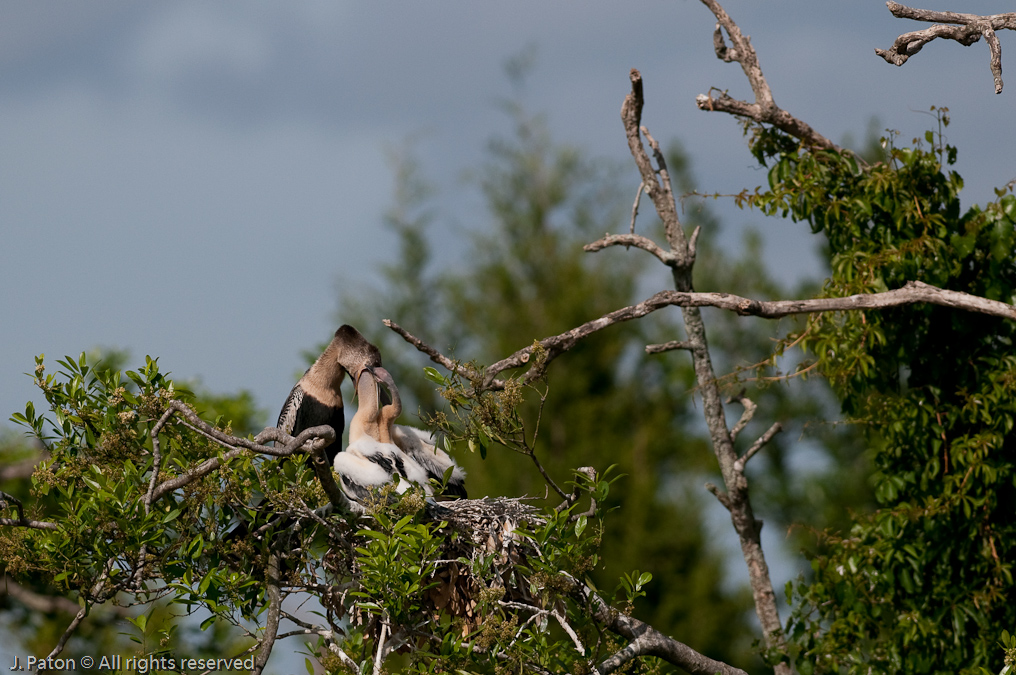 Anhinga Chicks Feeding   Gatorland, Kissimmee, Florida