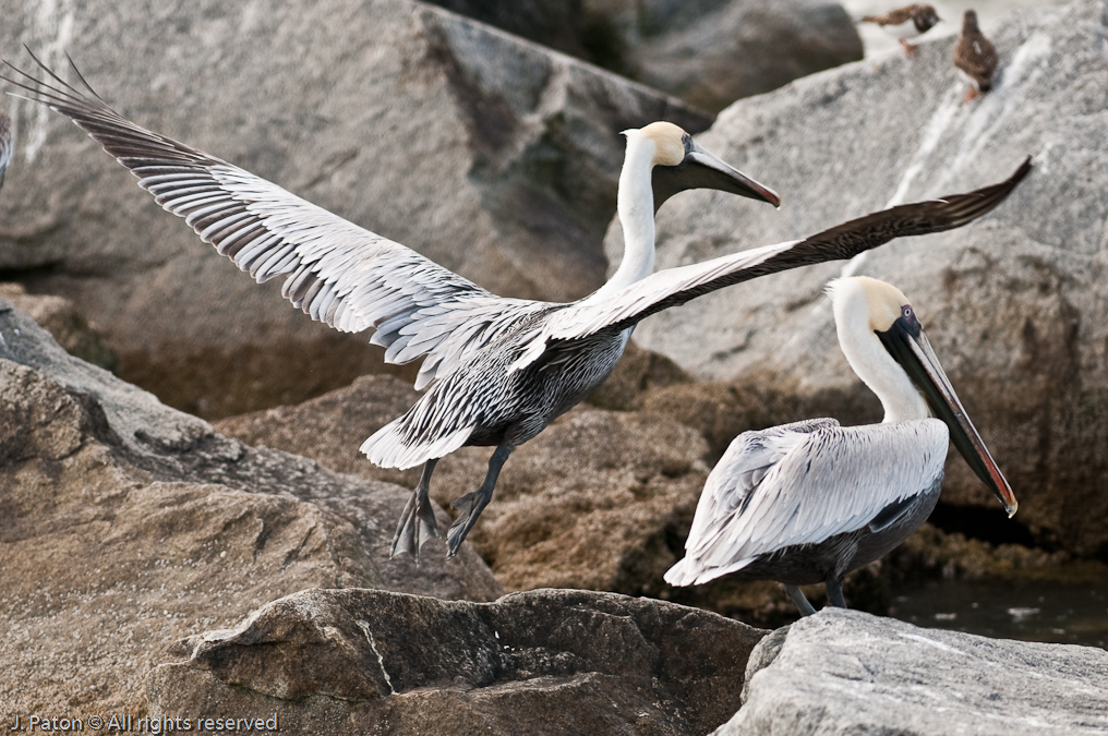 Brown Pelicans   Sebastian Inlet State Park, Florida