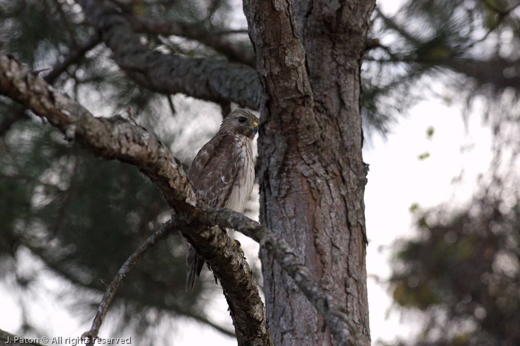 Red-Tailed Hawk   Melbourne, Florida