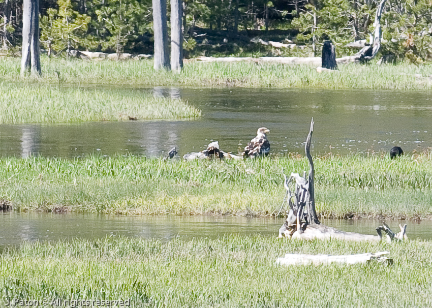 Immature Bald Eagle   Yellowstone National Park