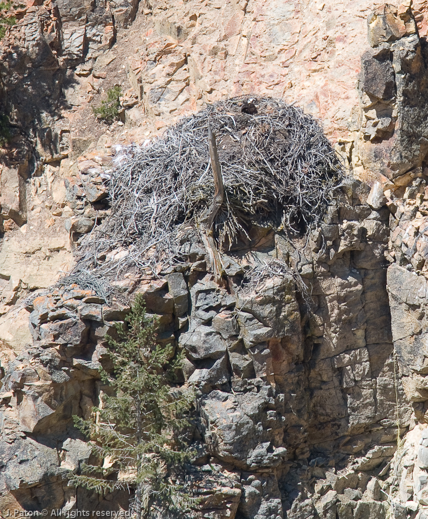 Osprey Nest in Grand Canyon of the Yellowstone   Yellowstone National Park