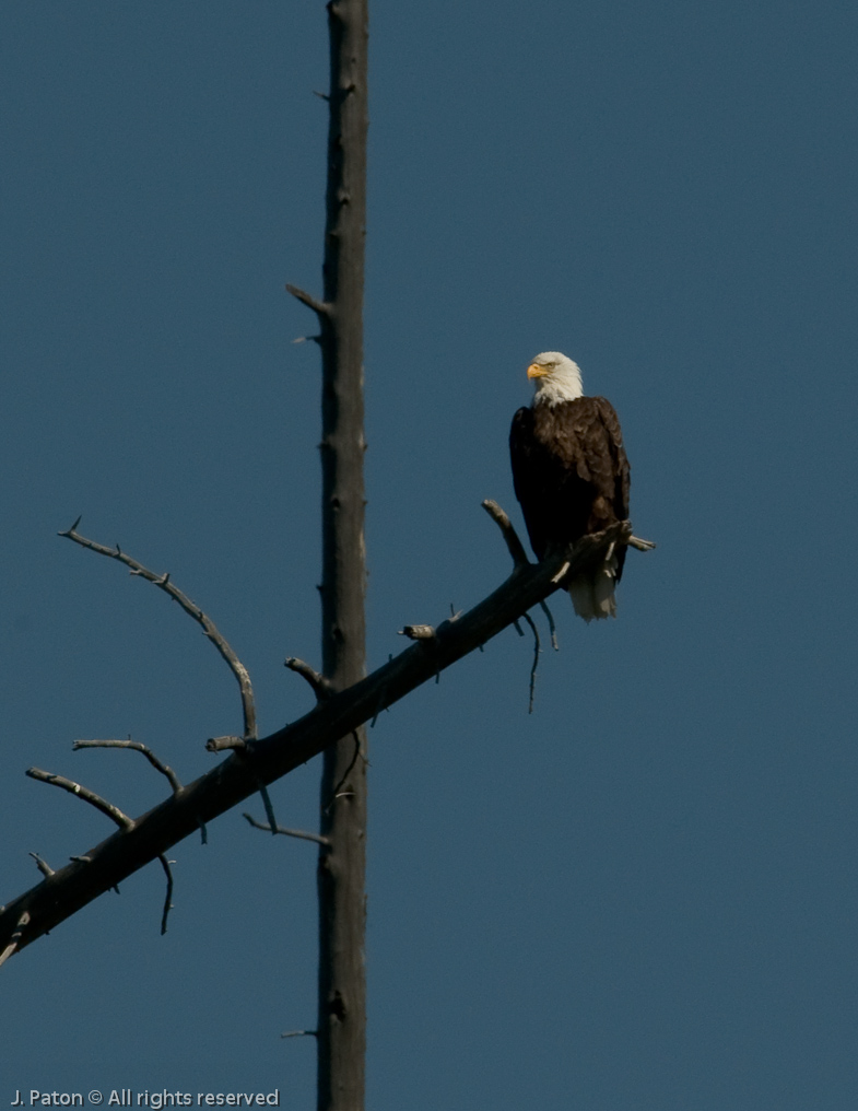 Bald Eagle   Yellowstone National Park