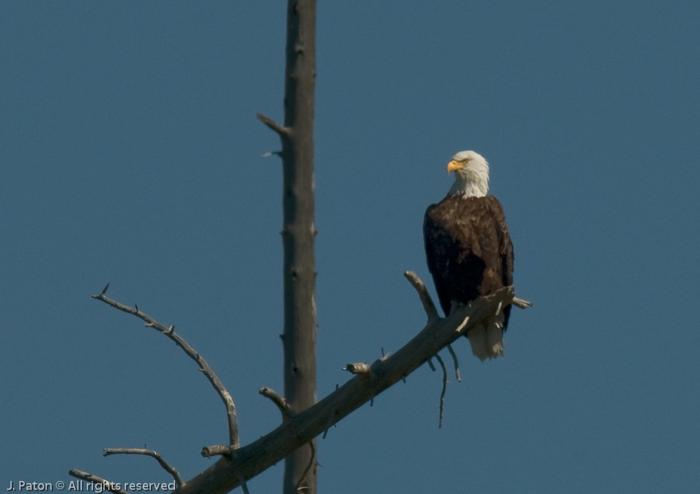 Bald Eagle   Yellowstone National Park