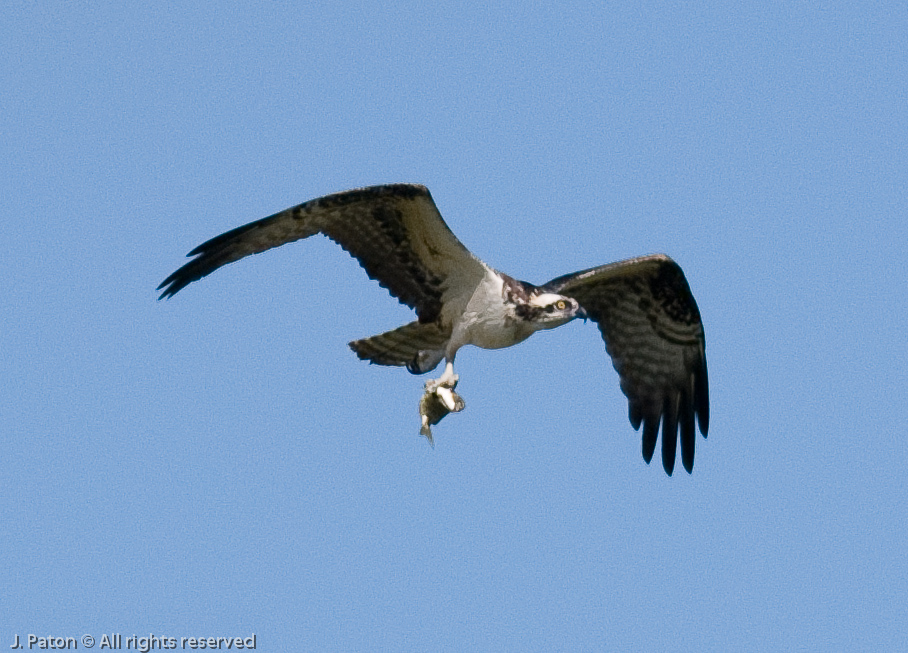 Osprey with Catch   Scrub Ridge Trail, Merritt Island Wildlife Refuge