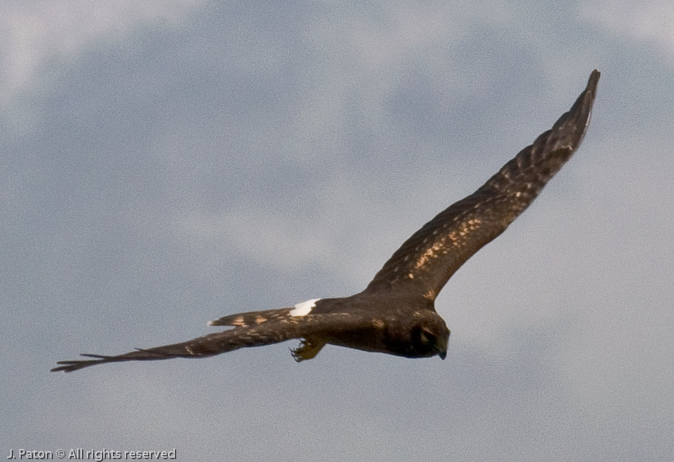 Northern Harrier   Viera Wetlands