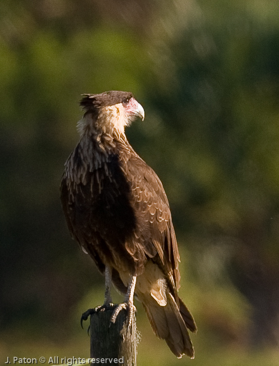 Crested Caracara   Moccasin Island Tract, River Lakes Conservation Area