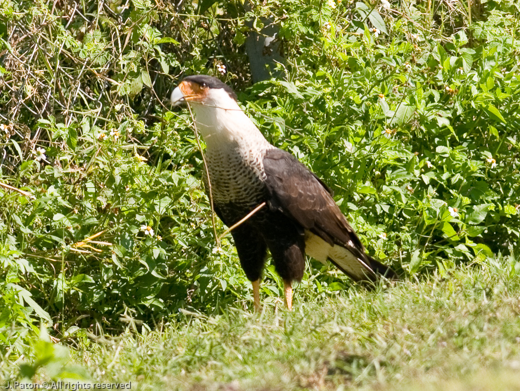 Crested Caracara   Viera Wetlands