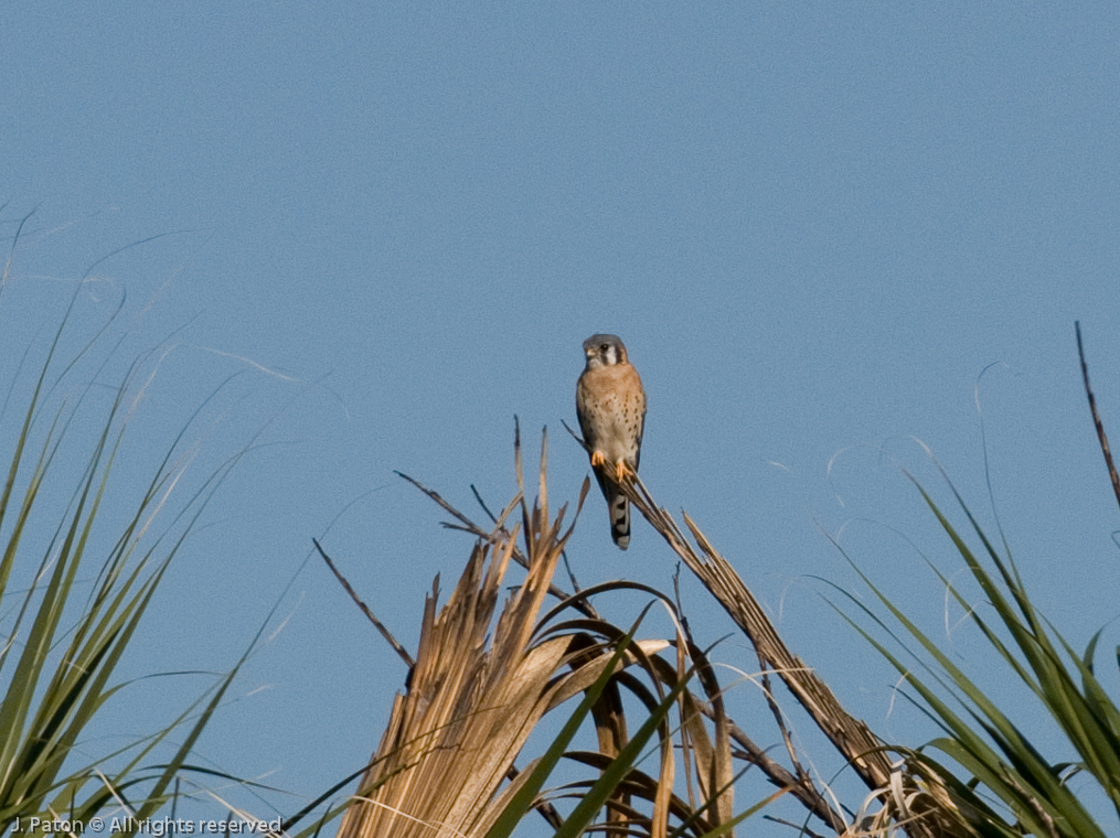 American Kestrel   Moccasin Island Tract, River Lakes Conservation Area