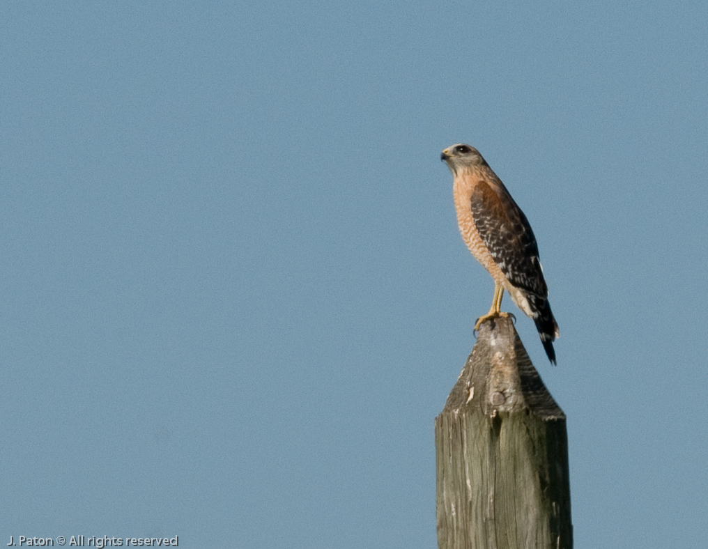 Red Shoulder Hawk   