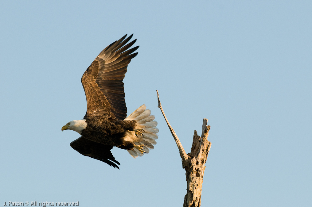 Bald Eagle   Viera Wetlands