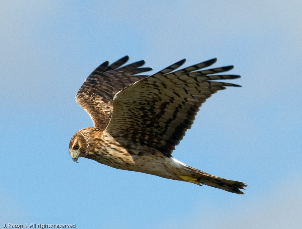 Unknown Hawk   Viera Wetlands, Florida