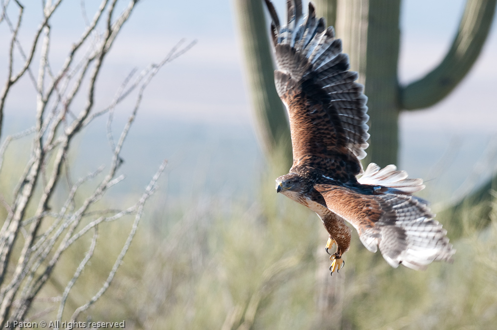 Immature Harris Hawk   Arizona-Sonora Desert Museum, Tucson, Arizona