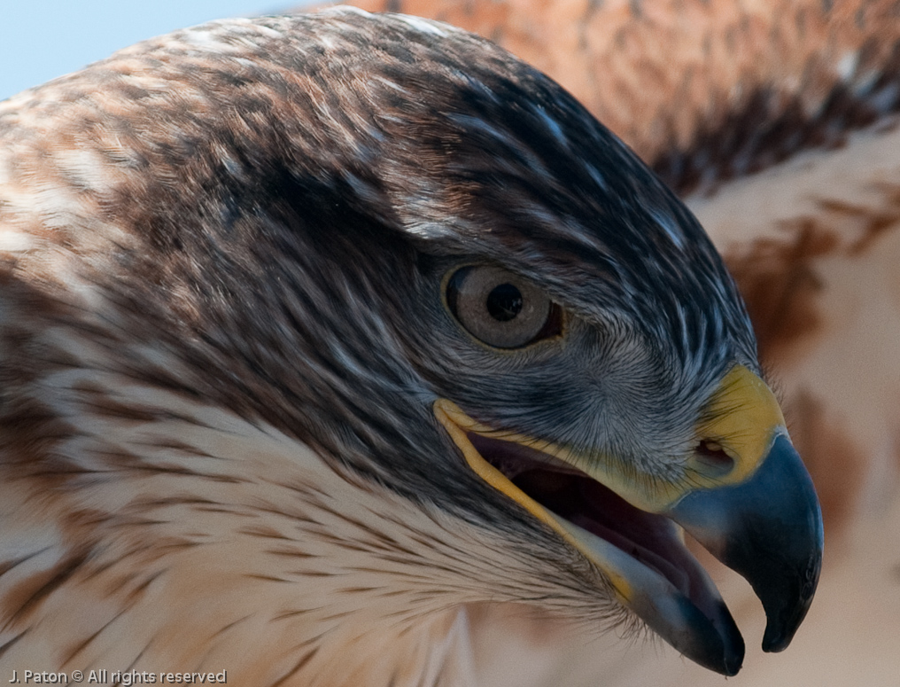 Hawk Closeup   Arizona-Sonora Desert Museum, Tucson, Arizona