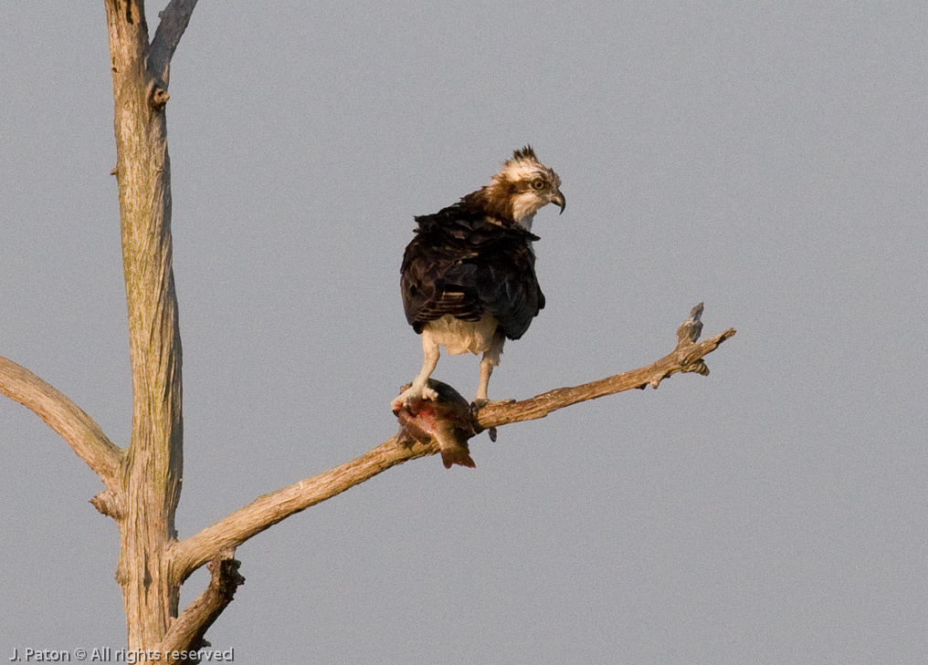 Osprey with Fish   Viera Wetlands