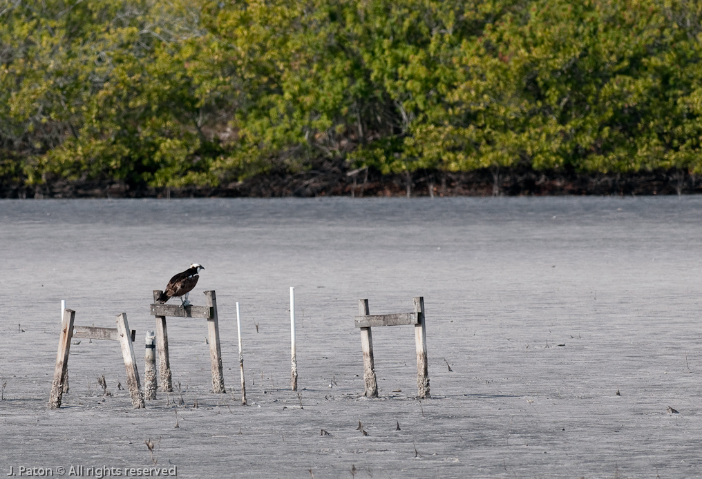 Osprey But No Water   Black Point Drive, Merritt Island National Wildlife Refuge, Florida