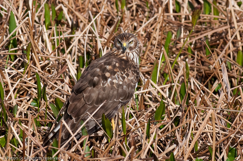 Unknown Hawk   Viera Wetlands, Florida