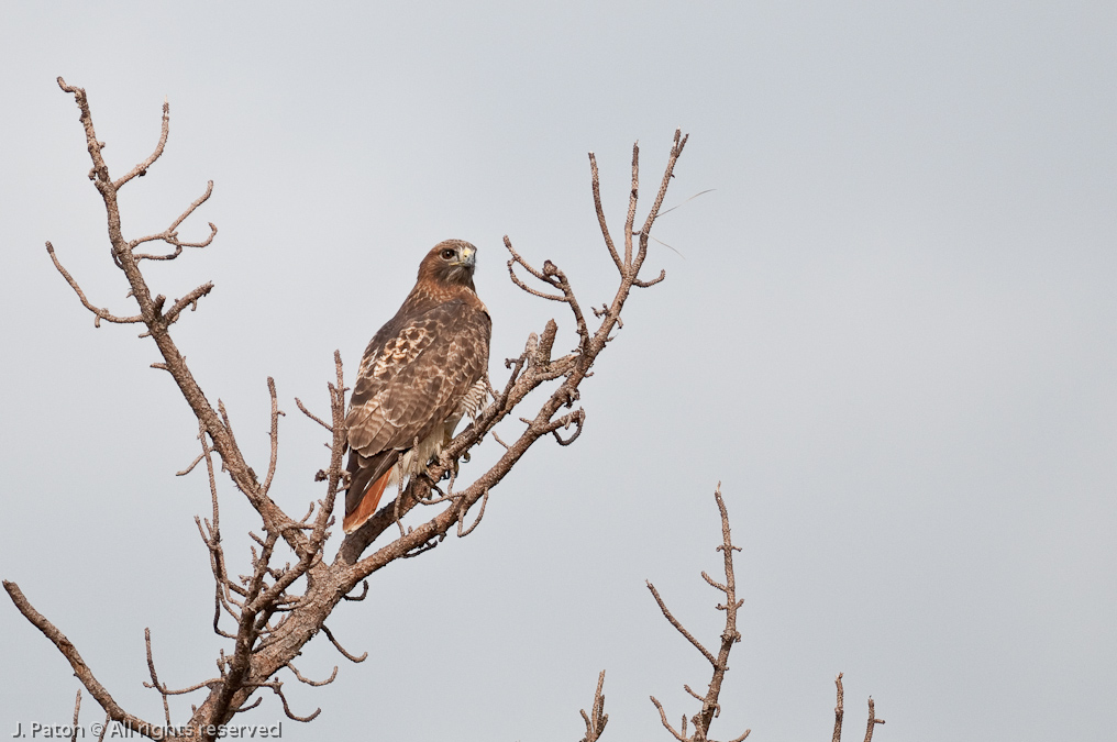 Red-Tailed Hawk   Merritt Island National Wildlife Refuge, Florida