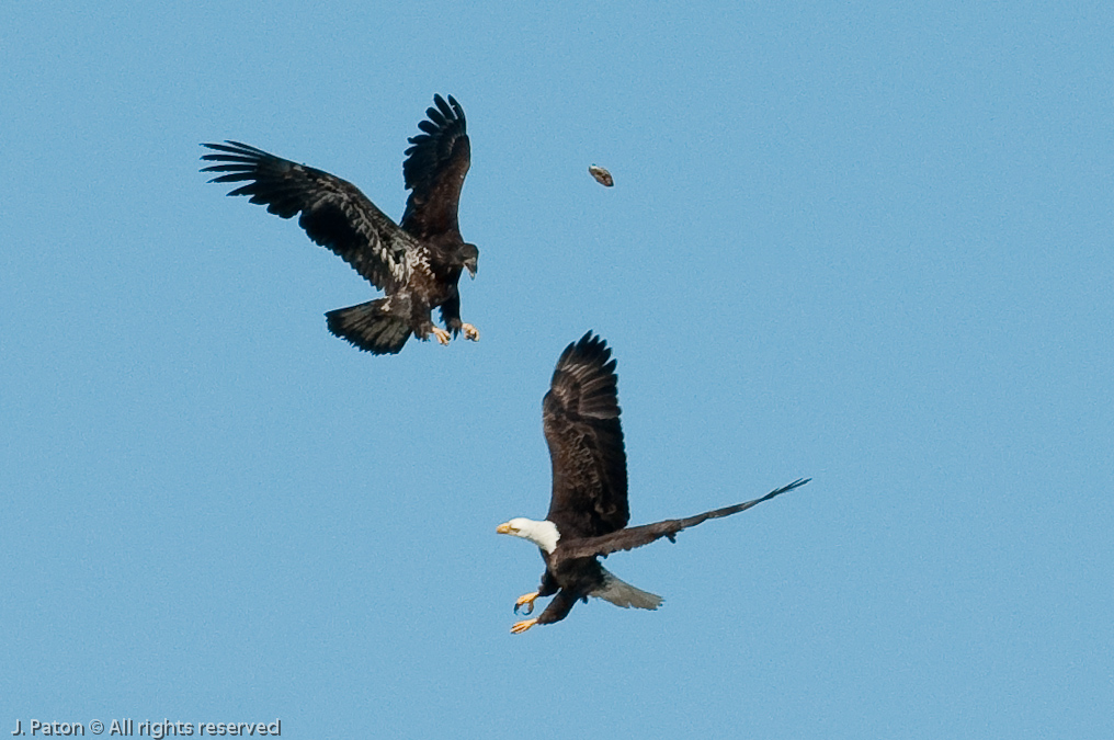 Adult and Immature Bald Eagle with Small Turtle   Levee Road Near the Mississippi River, Kentucky