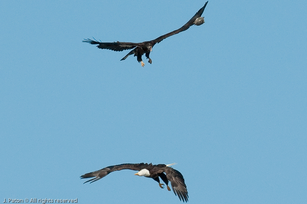 Adult and Immature Bald Eagle with Small Turtle   Levee Road Near the Mississippi River, Kentucky