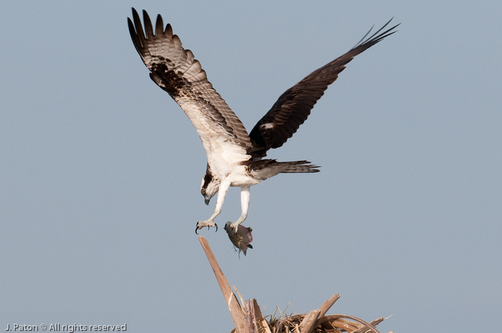 Osprey and Catch   Viera Wetlands, Florida