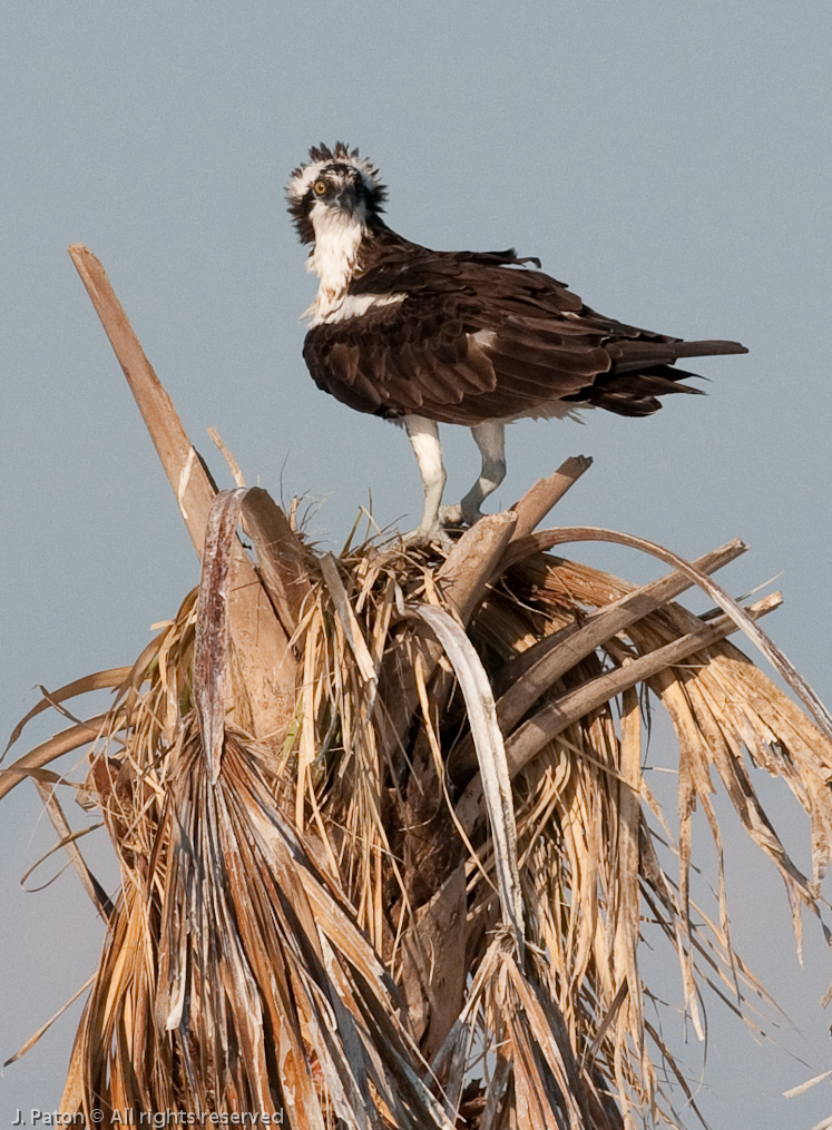 Osprey   Viera Wetlands, Florida