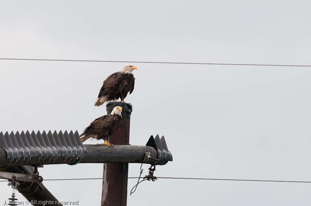 Bald Eagles   Viera Wetlands, Florida