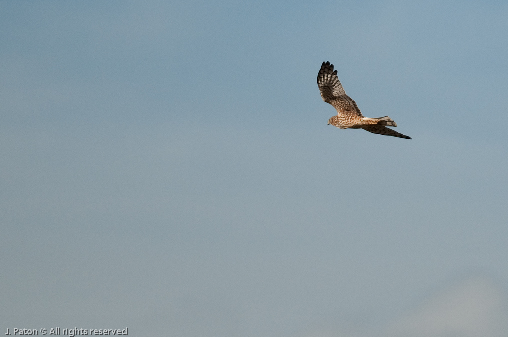 Northern Harrier?   St. Sebastian River Preserve State Park, Florida