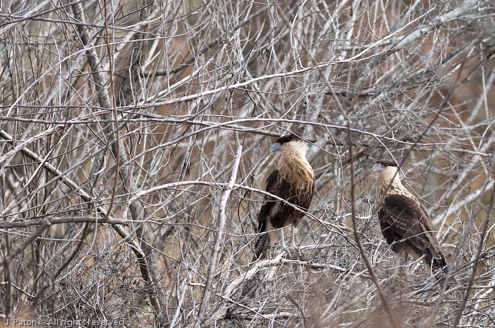 Young Crested Caracara   Viera Wetlands, Florida