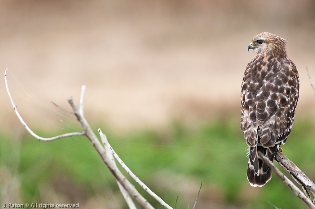 Red-shouldered Hawk   Moccasin Island Tract, Florida