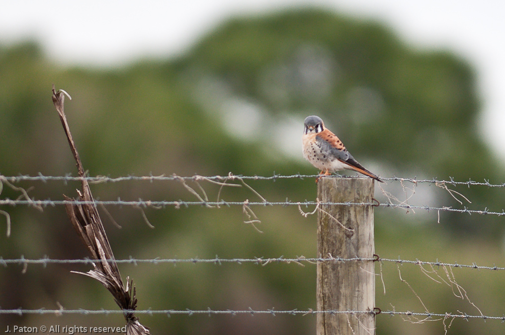 American Kestrel   Moccasin Island Tract, Florida