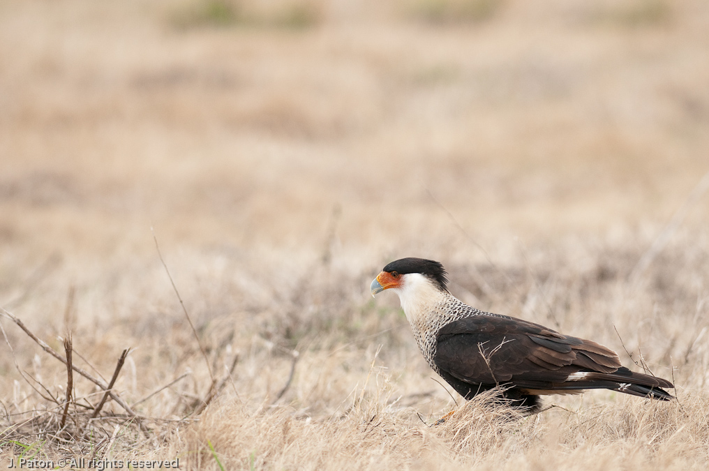 Crested Caracara   Near Viera Wetlands, Florida