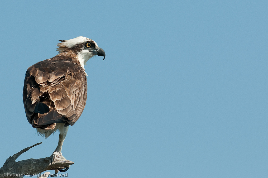 Osprey Balancing Act   Biolab Road, Merritt Island National Wildlife Refuge, Florida