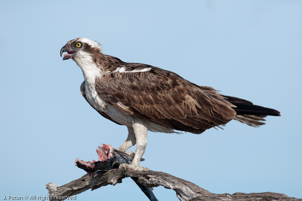 Osprey in the middle of a meal (uncropped)   Biolab Road, Merritt Island National Wildlife Refuge, Florida