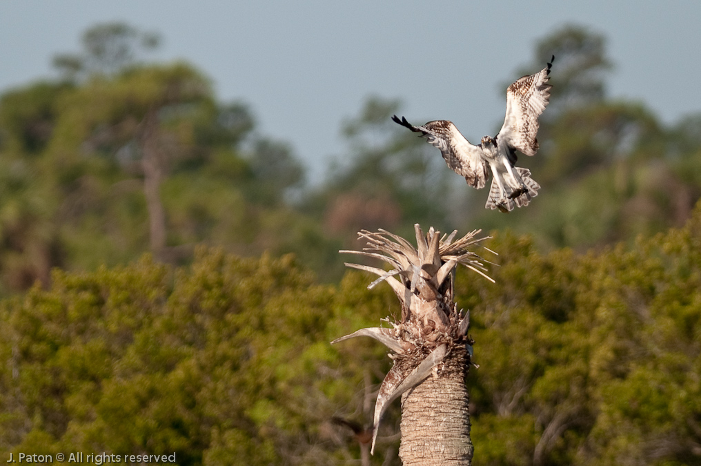 Osprey Landing with Catch   Viera Wetlands, Florida