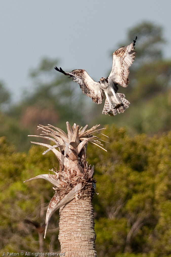 Osprey Landing with Catch   Viera Wetlands, Florida