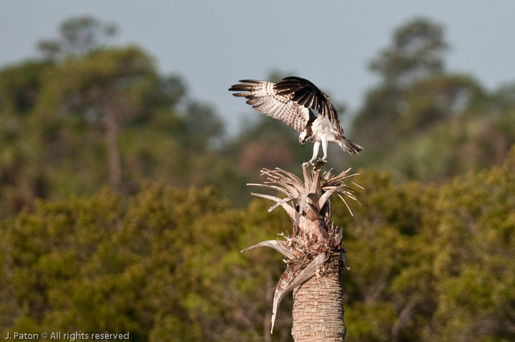 Osprey Landing with Catch   Viera Wetlands, Florida