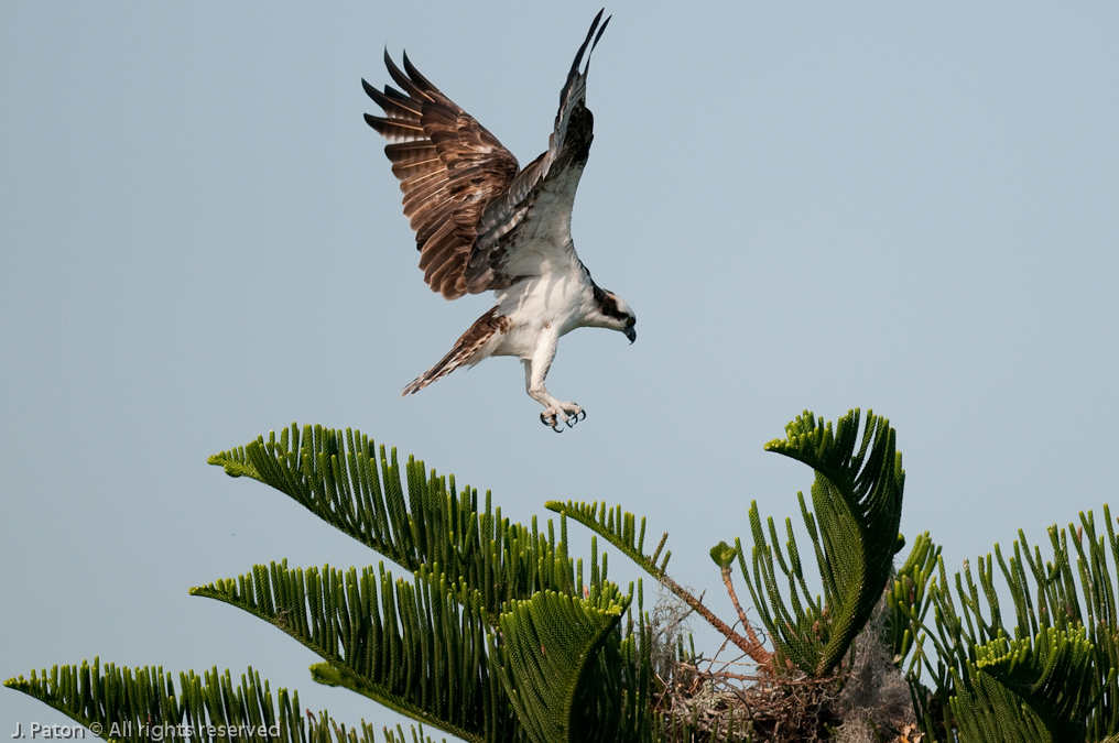 Osprey Landing at Nest   South Tropical Trail, Merritt Island, Florida