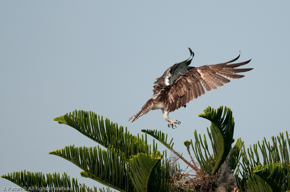 Osprey Landing at Nest   South Tropical Trail, Merritt Island, Florida