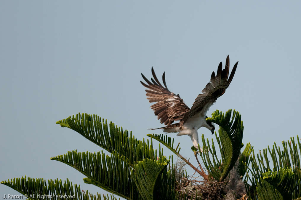 Osprey Landing at Nest   South Tropical Trail, Merritt Island, Florida