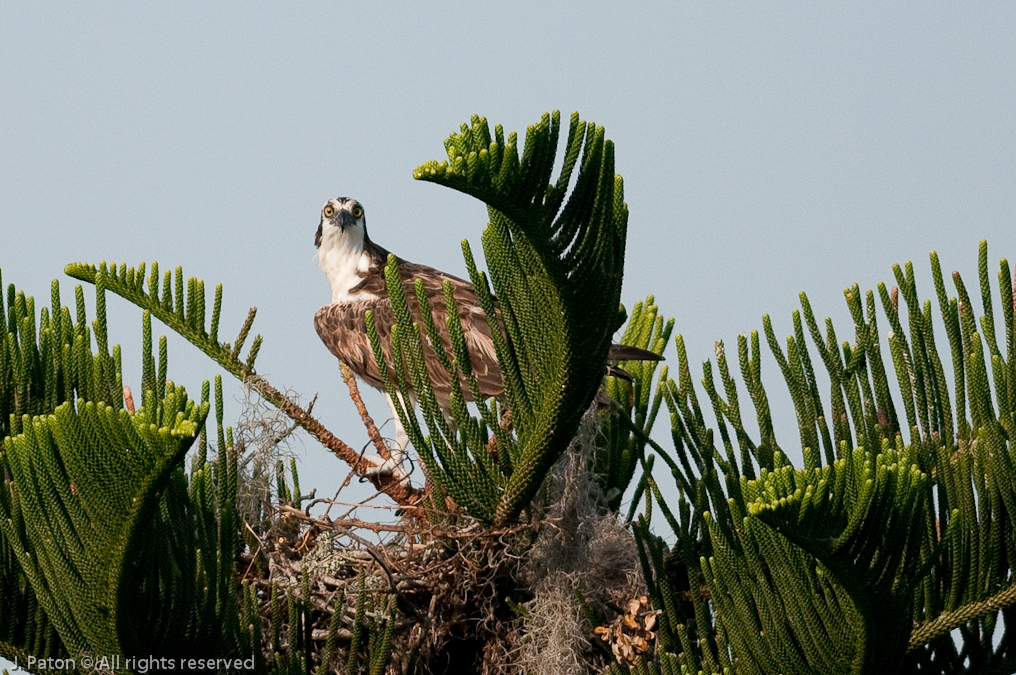 Osprey Stare   South Tropical Trail, Merritt Island, Florida