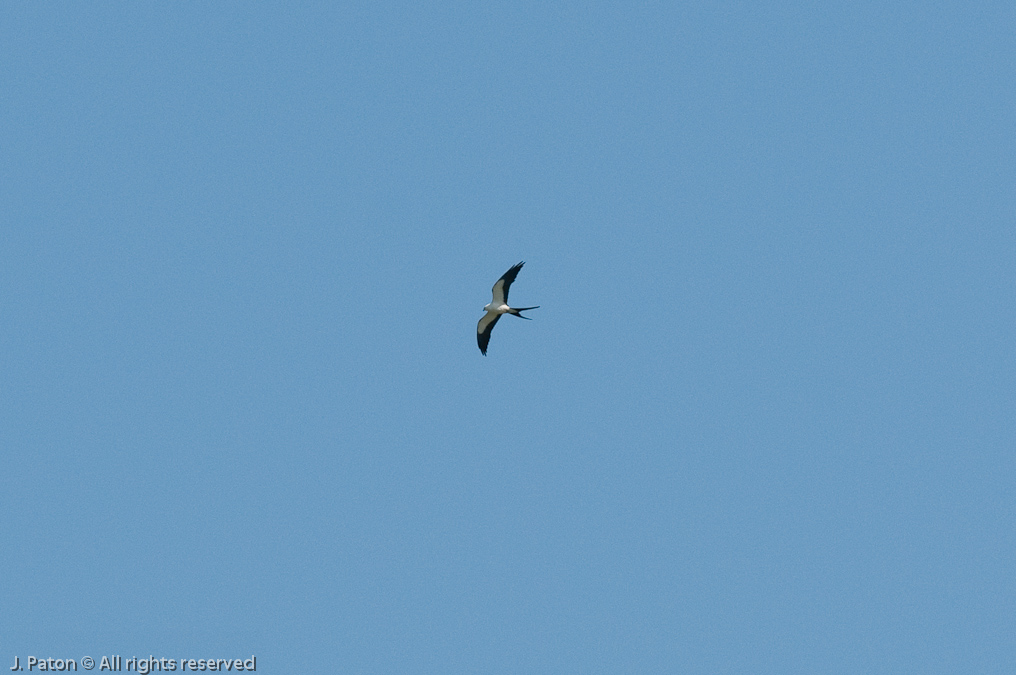 Swallow-tailed Kite   Viera Wetlands, Florida