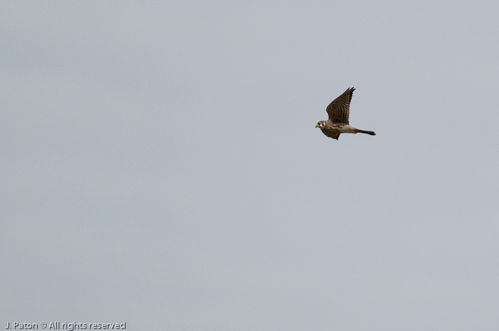 American Kestrel   River Lakes Conservation Area, Florida