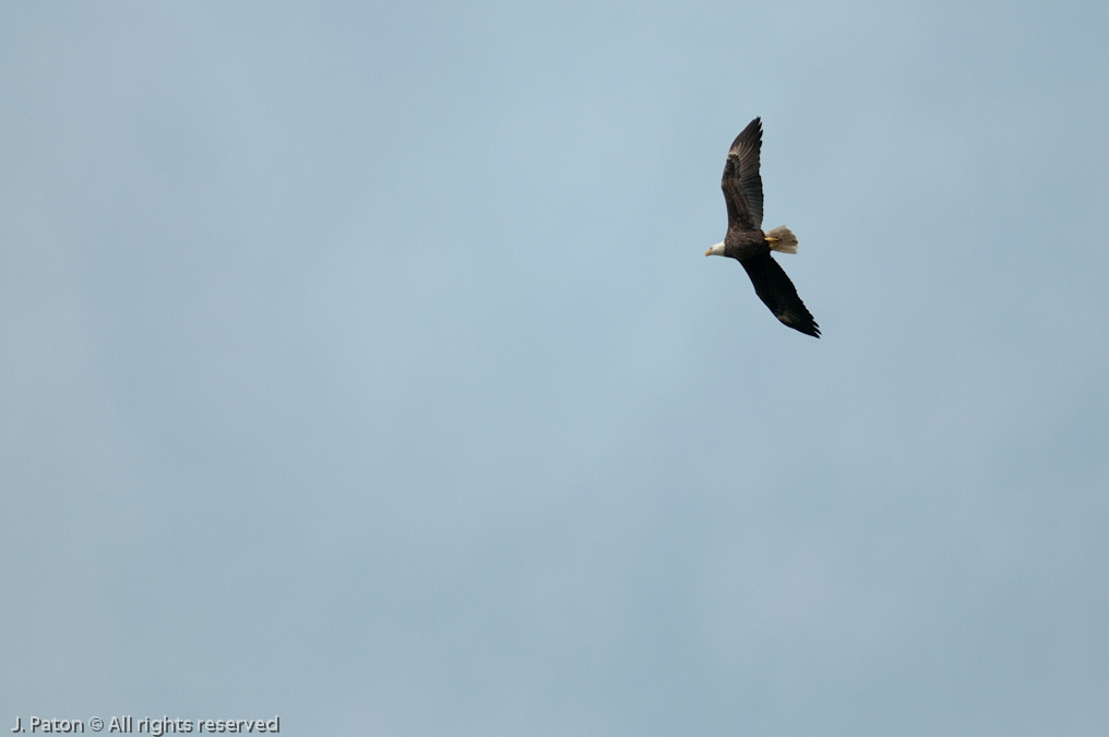 Bald Eagle   River Lakes Conservation Area, Florida