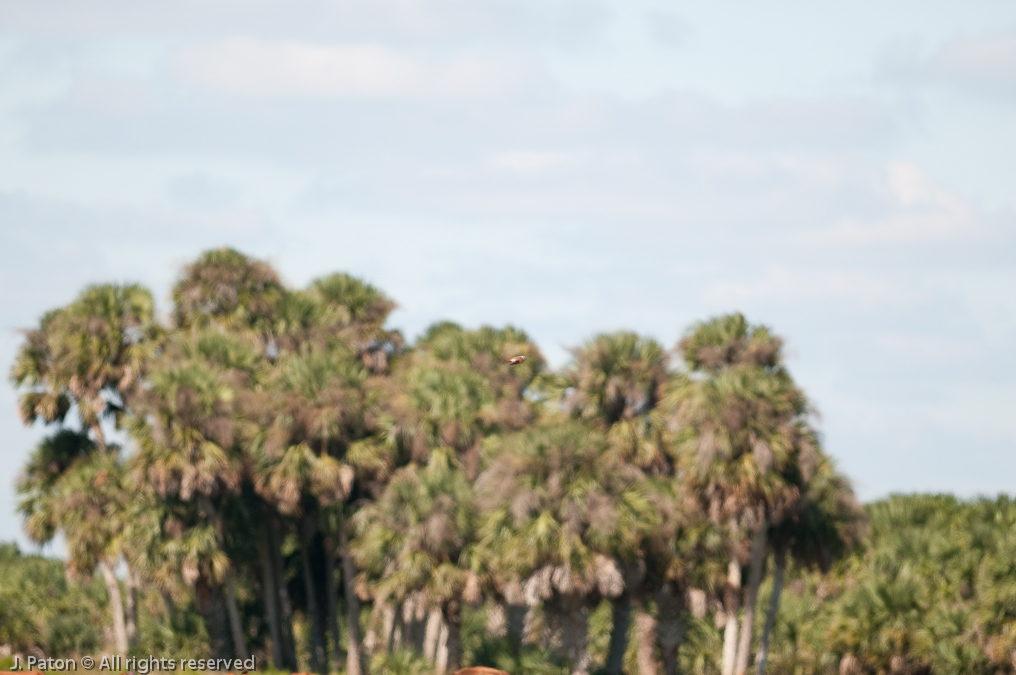    Moccasin Island Tract, River Lakes Conservation Area, Florida