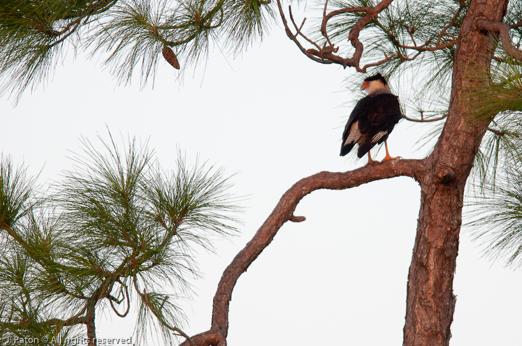 Crested Caracara   Viera Wetlands, Florida