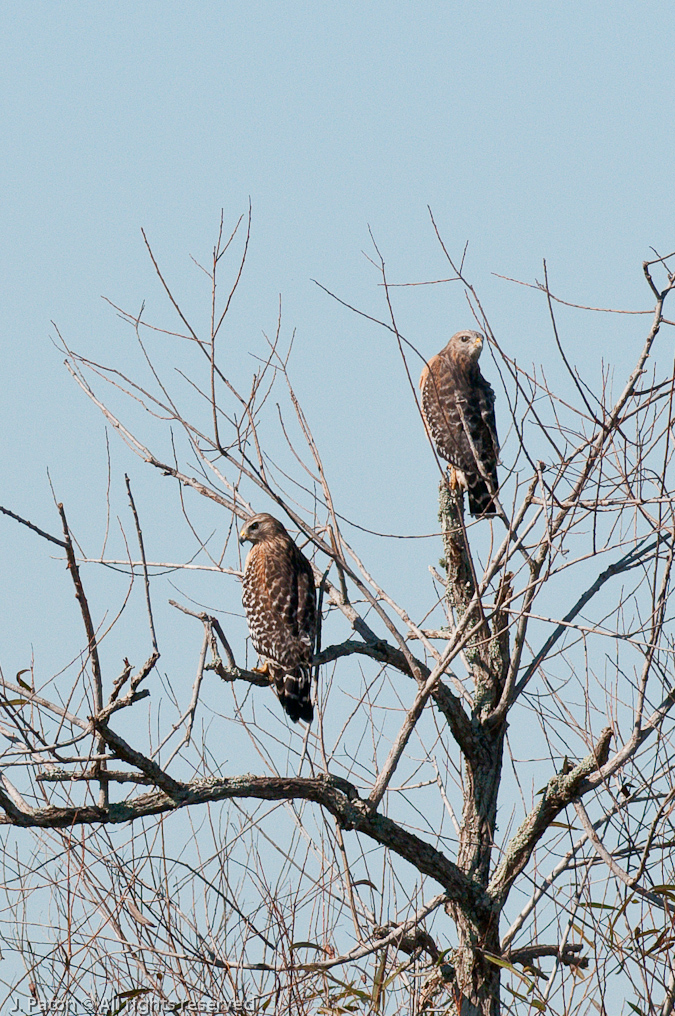 Red-Shouldered Hawks   Moccasin Island Tract, River Lakes Conservation Area, Florida