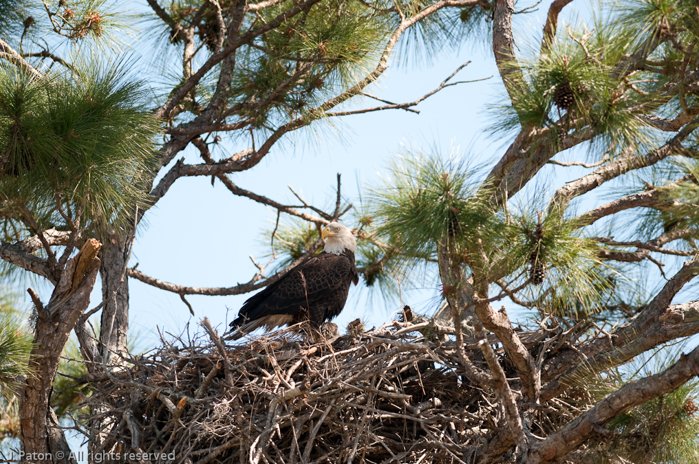    Prairie Lakes Road, Three Lakes Wildlife Management Area, Florida