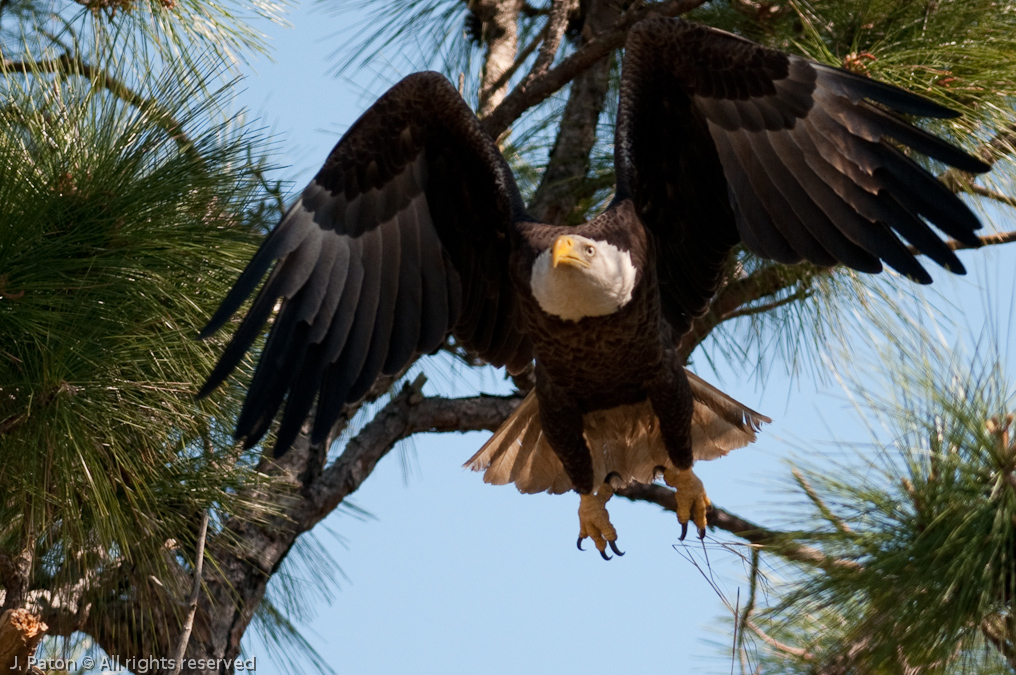    Prairie Lakes Road, Three Lakes Wildlife Management Area, Florida